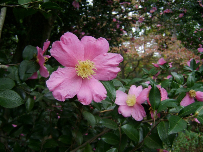 a-DSC05428.JPG
