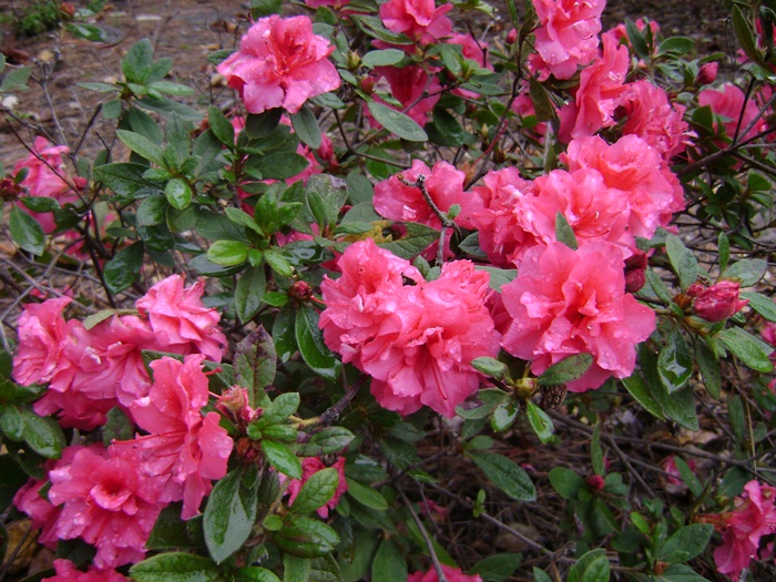 b-DSC05410.JPG
