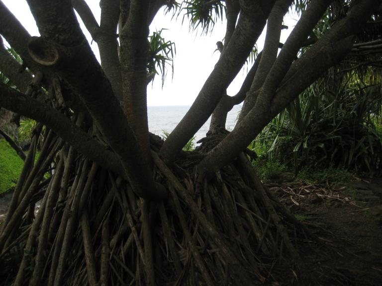 Hawaii 366.JPG