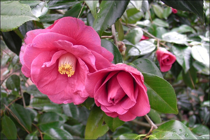 c-SANY0617.JPG