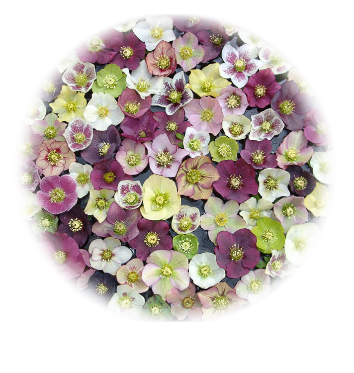 hellebores_round.jpg