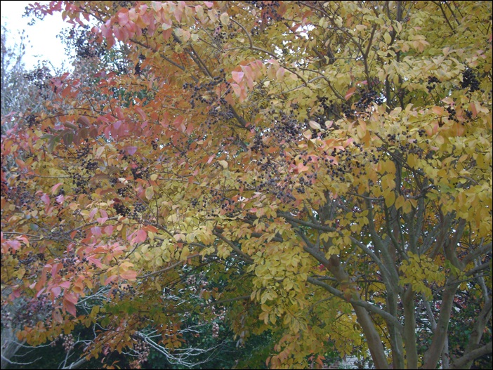 a-DSC05673.JPG