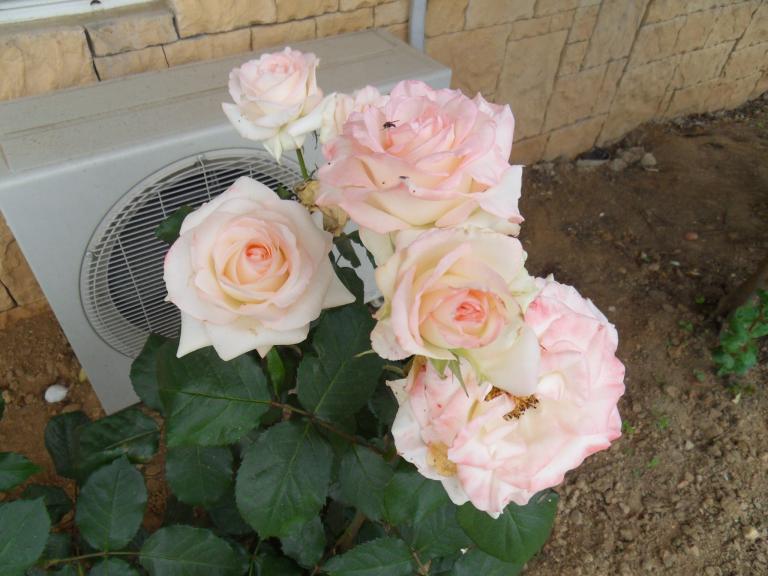 SDC11500.JPG