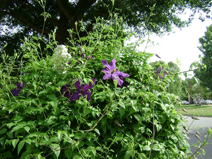 a-DSC04848.JPG
