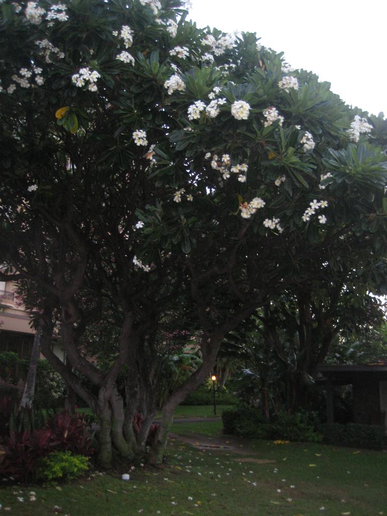 Hawaii 417.JPG