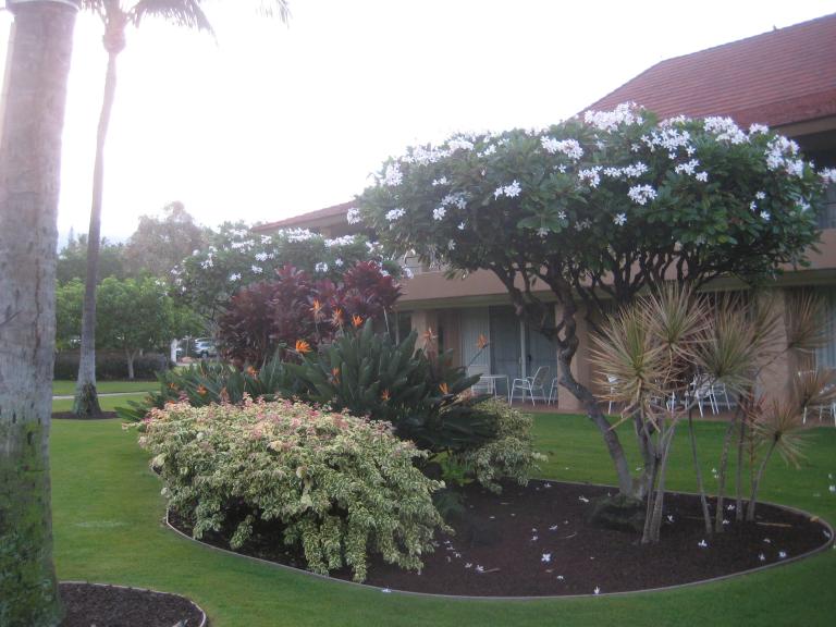 Hawaii 419.JPG