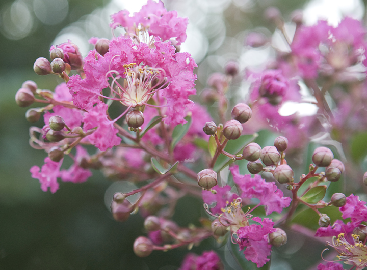 flower_1_72.jpg
