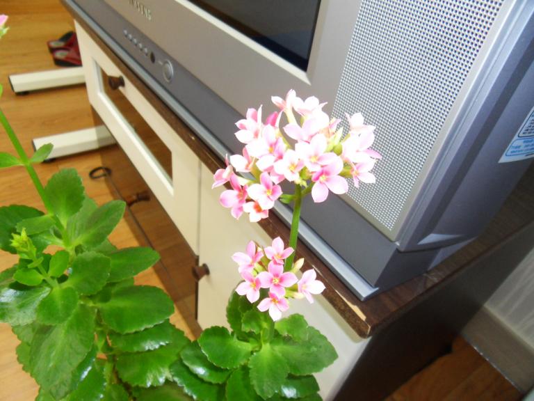 SDC11840.JPG