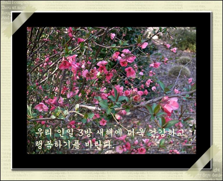 a-flower - maewha.jpg