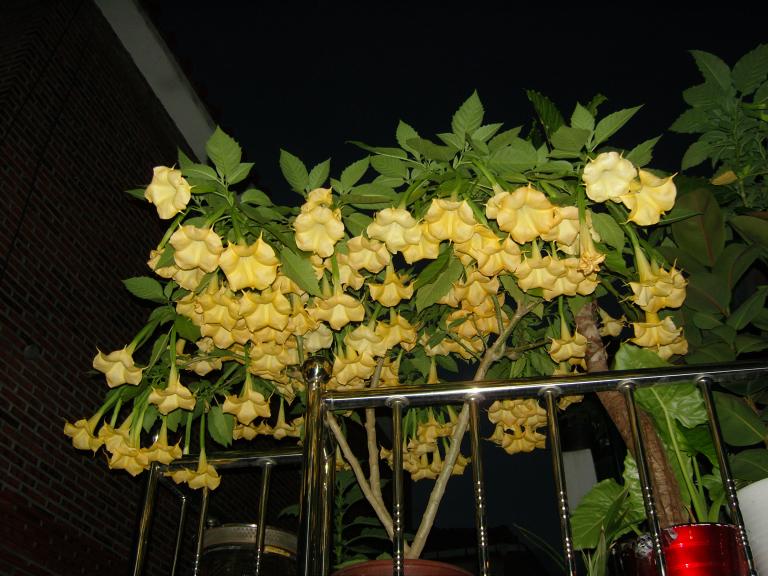 SNC12071.JPG