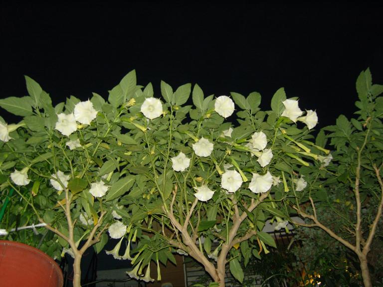 SNC12074.JPG