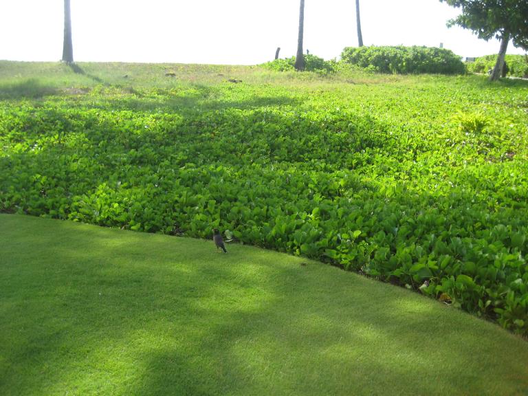 Hawaii 056.JPG