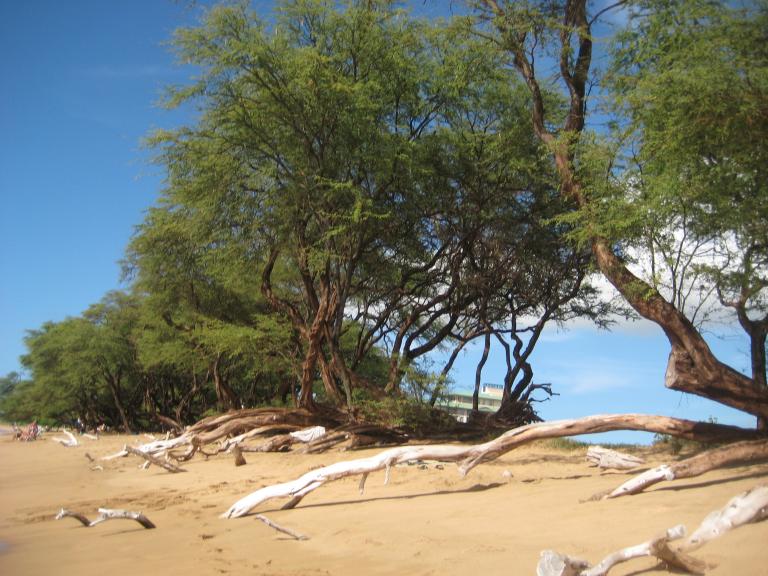 Hawaii 063.JPG