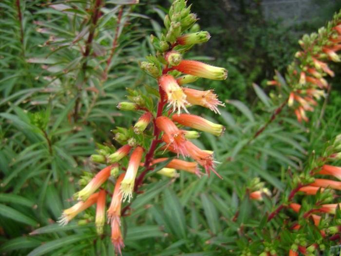 a-DSC05491.JPG