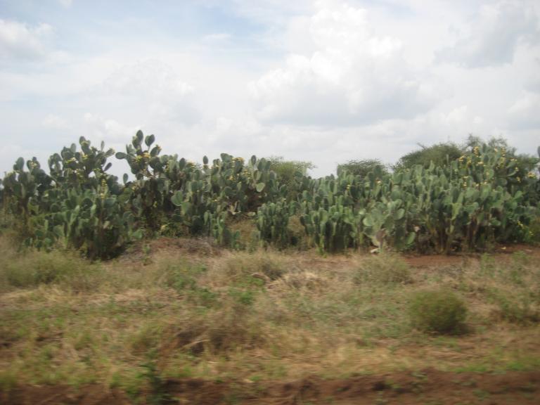 Africa 1 217.JPG