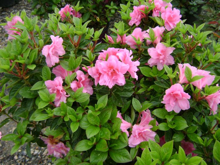 DSC03560.JPG