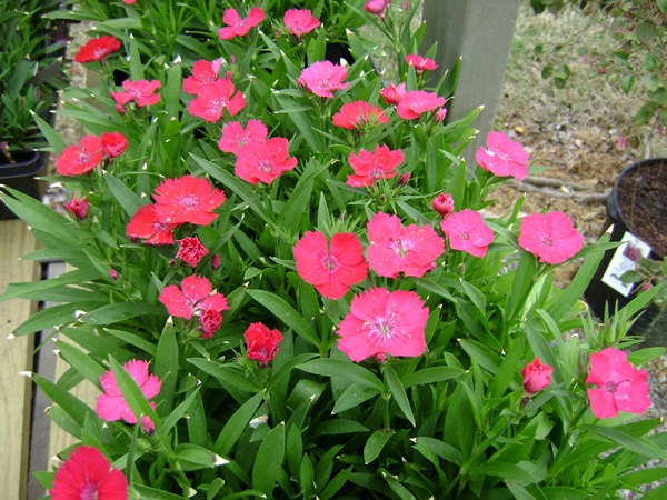 a-DSC03530.JPG