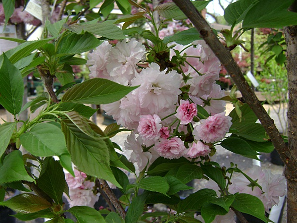 c-DSC03764.JPG