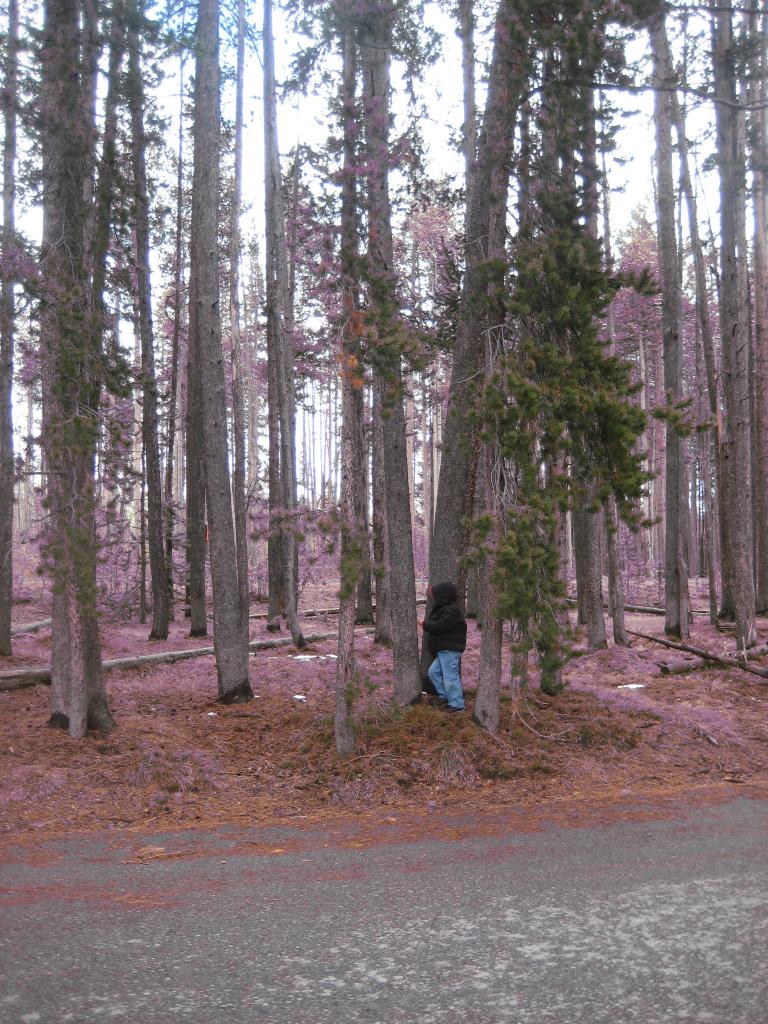 Yellowstone 695.JPG
