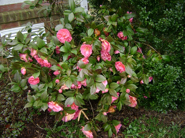 f-DSC02950.JPG
