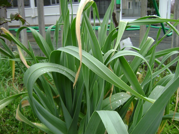 f-DSC02994.JPG