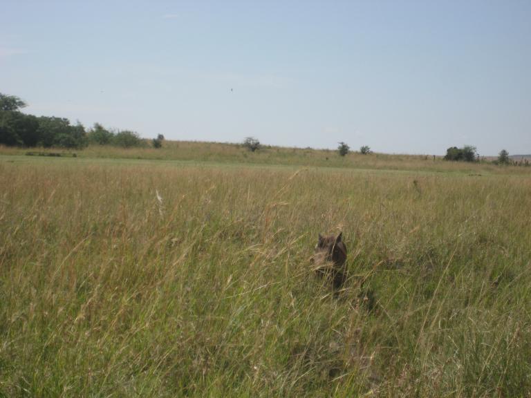 Africa 003.JPG