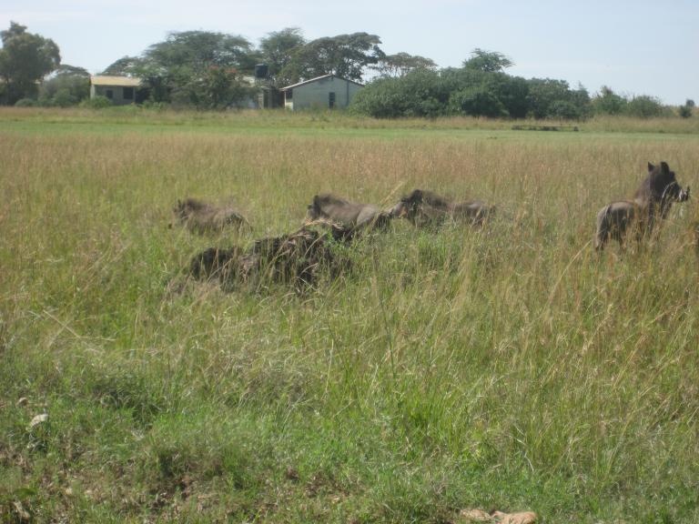Africa 004.JPG