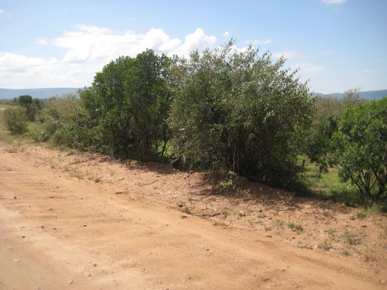 Africa 006.JPG