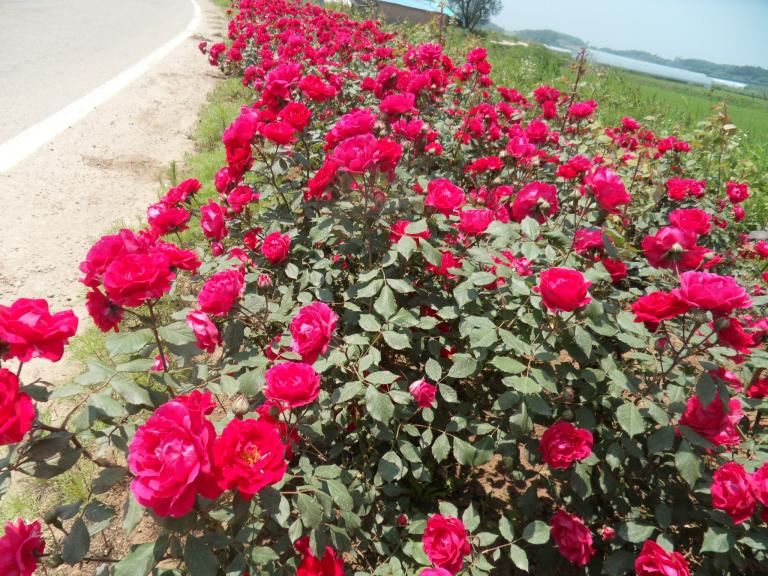 SDC11488.JPG