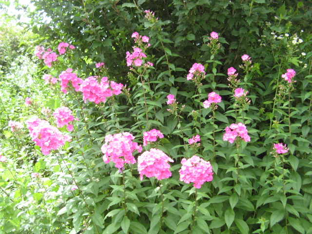 botania 342.jpg