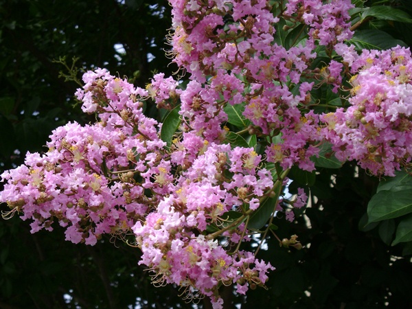b-DSC01509.JPG