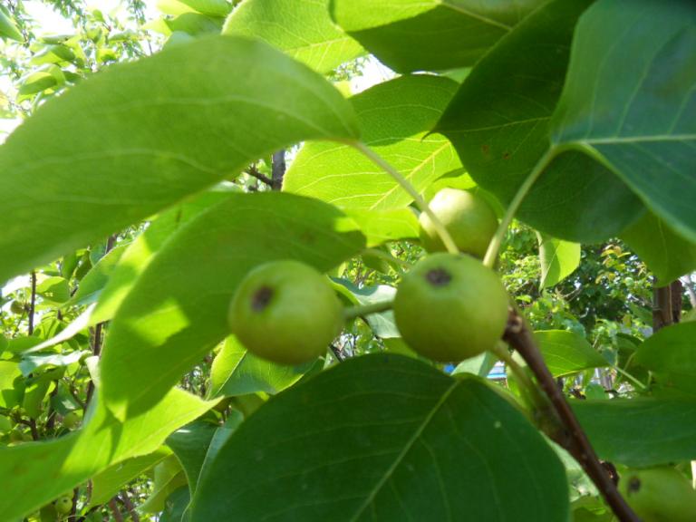 SDC13284.JPG