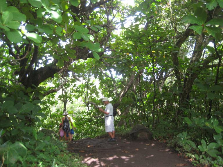 Hawaii 341.JPG