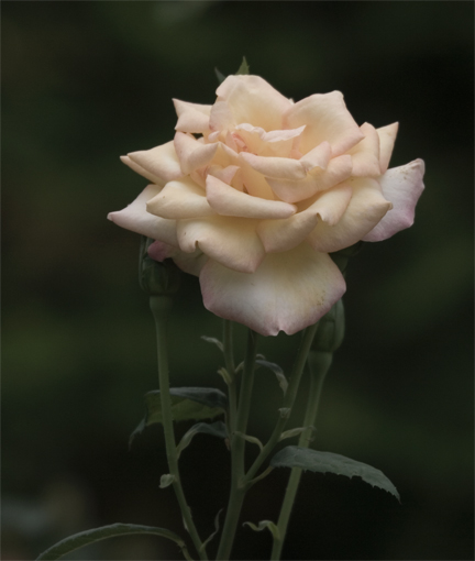 ROSE2.jpg
