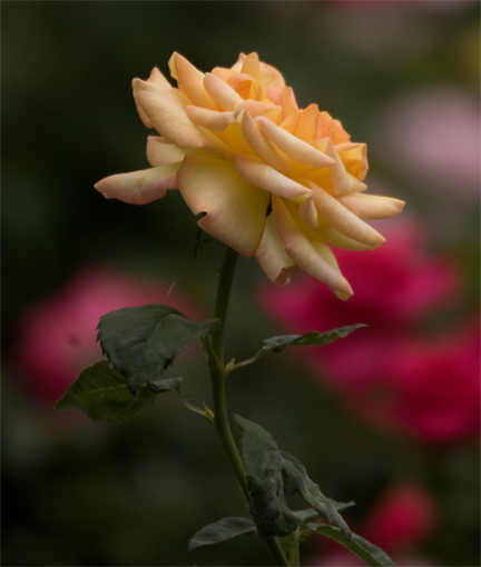 ROSE3.jpg