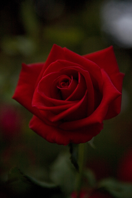 night rose3.jpg
