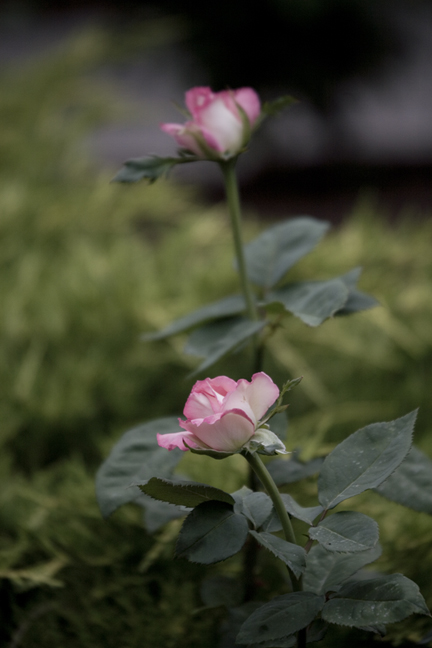 rose1.jpg