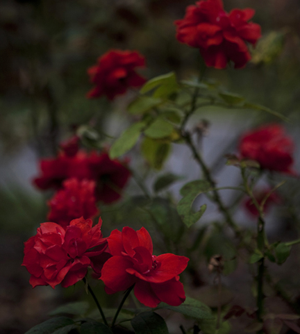 rose_72.jpg
