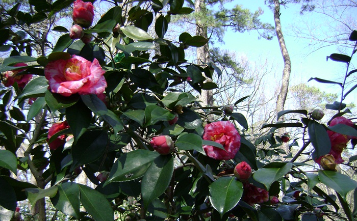 d-DSC02838.JPG