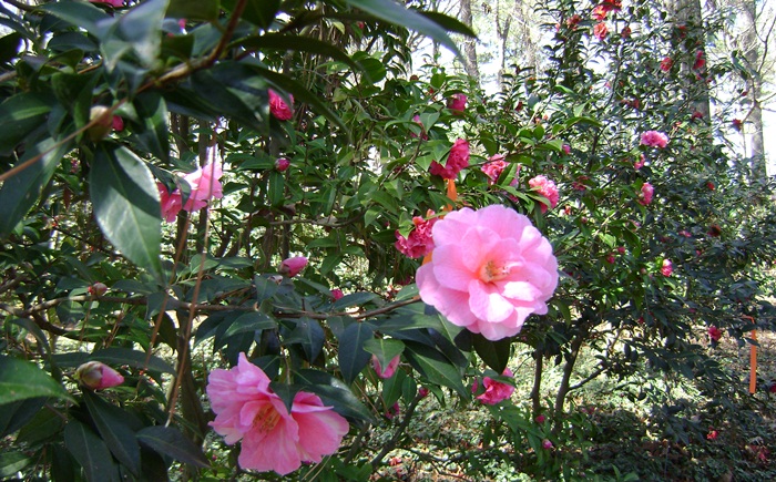 d-DSC02846.JPG