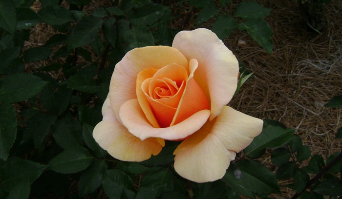 a-DSC04283.JPG