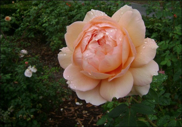 aa-DSC05251.JPG