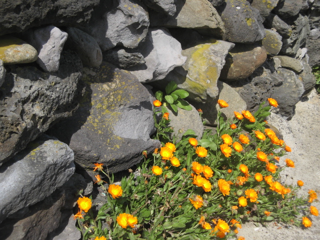 jeju 170.jpg