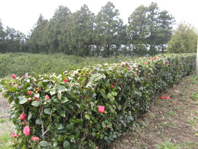 jeju 220.jpg