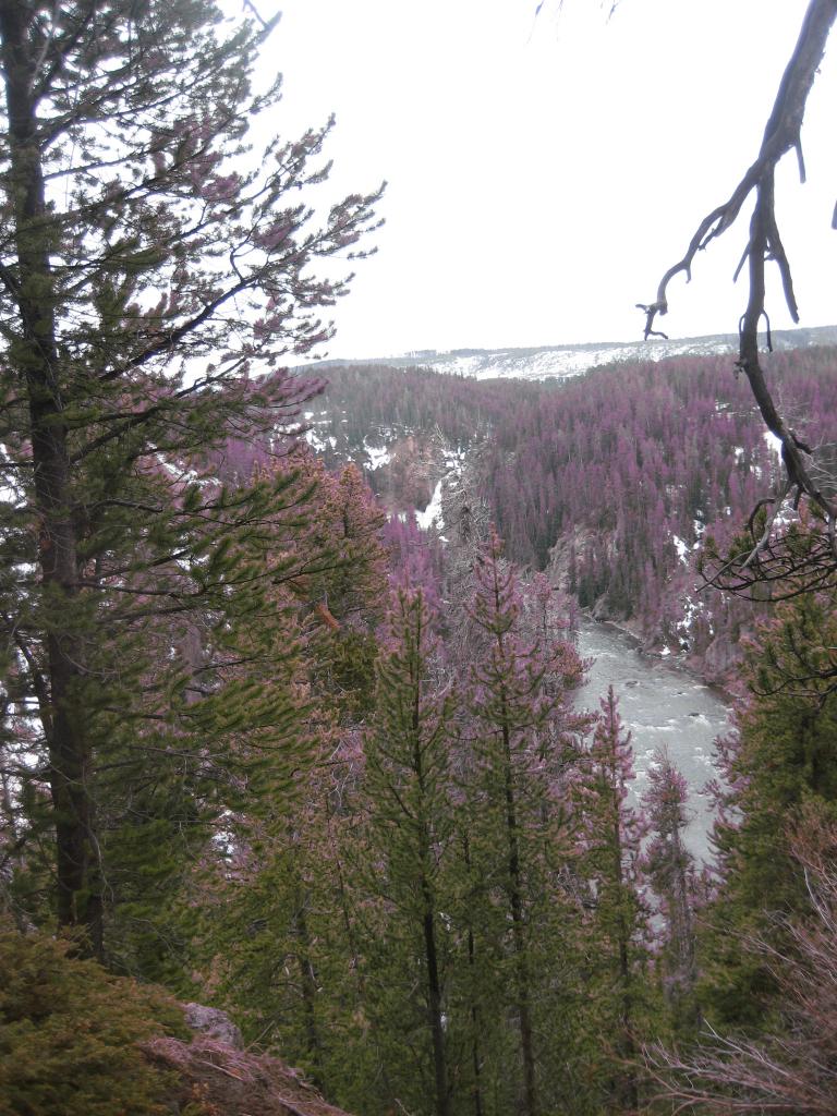 Yellowstone 518.JPG