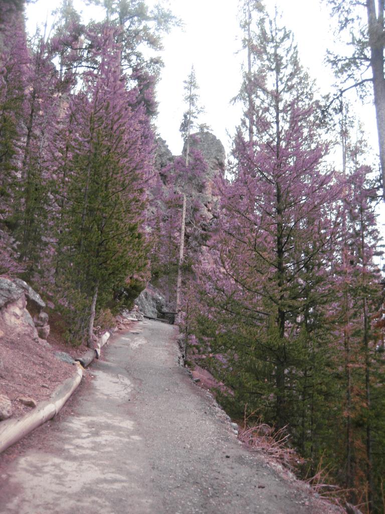 Yellowstone 553.JPG
