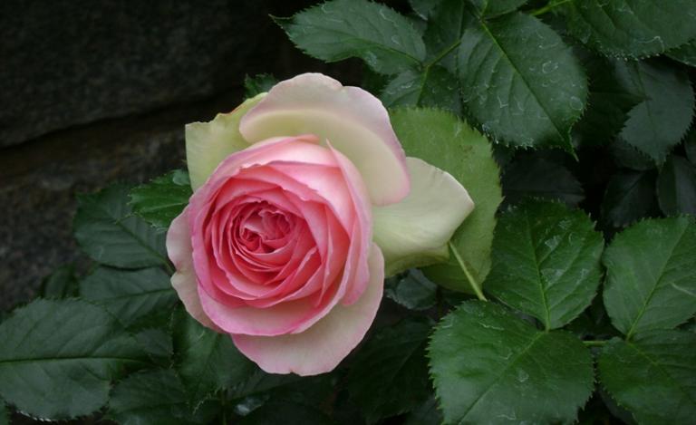 a-DSC04332.JPG