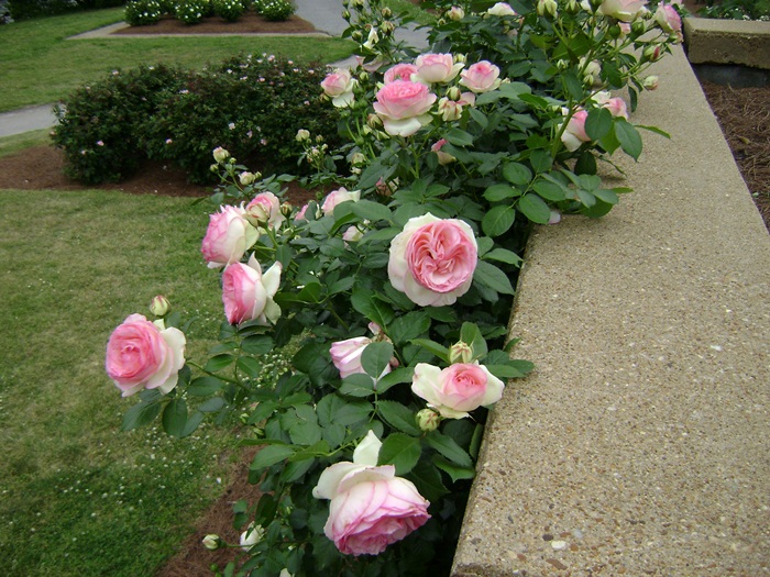 b-DSC04373.JPG
