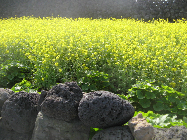 jeju 290.jpg