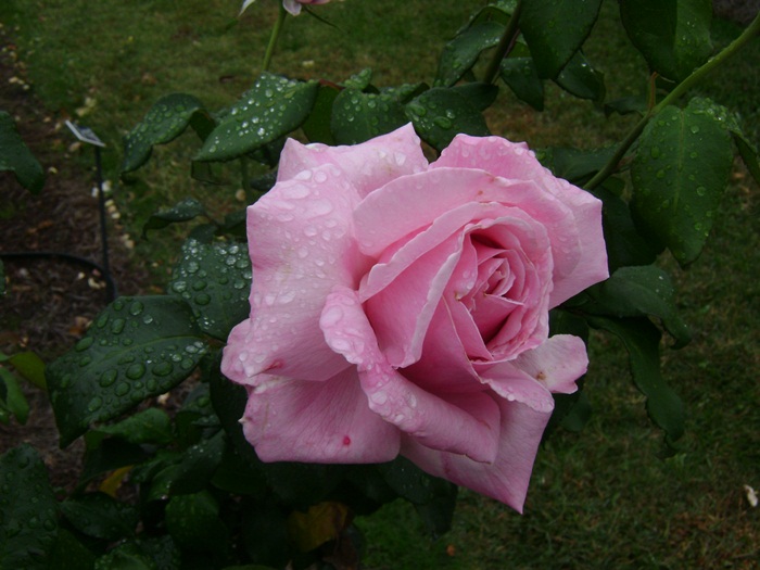 a-DSC05285.JPG